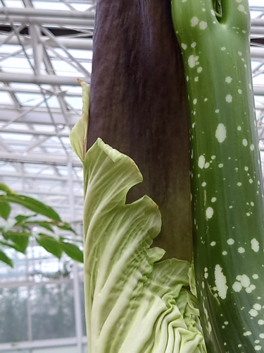 花序付属体を包む仏炎苞（ぶつえんほう）(12月6日撮影） 