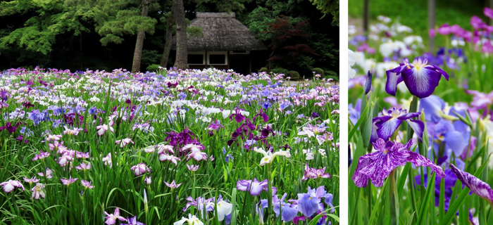 初夏の田園風景に彩りを添えた涼しげな「ハナショウブ」（左：昨年の様子、右：一昨年の様子）