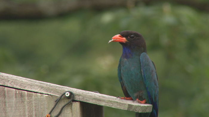 &rdquo;森の宝石&rdquo; ブッポウソウ