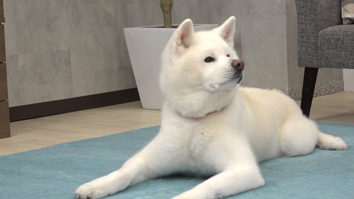 美味しくて思わずよだれが出るわんちゃん