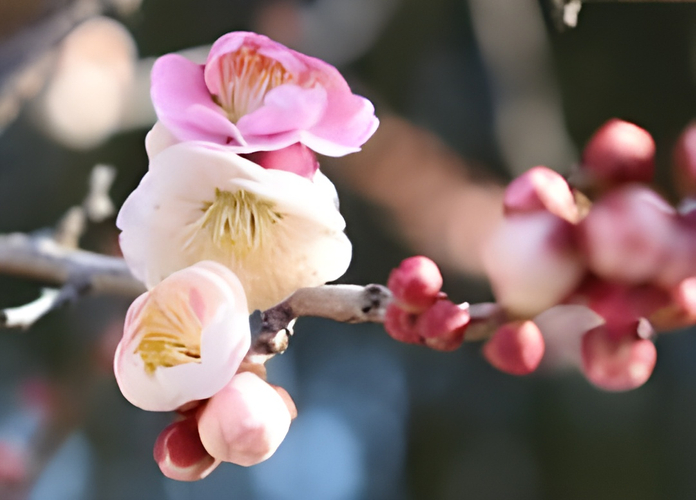 ウメ&lsquo;輪違い&rsquo;（令和７年撮影）