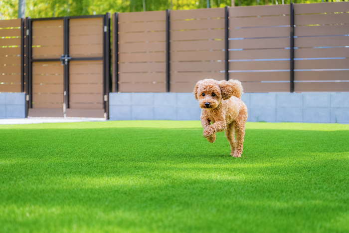 愛犬と過ごす、やわらかな午後