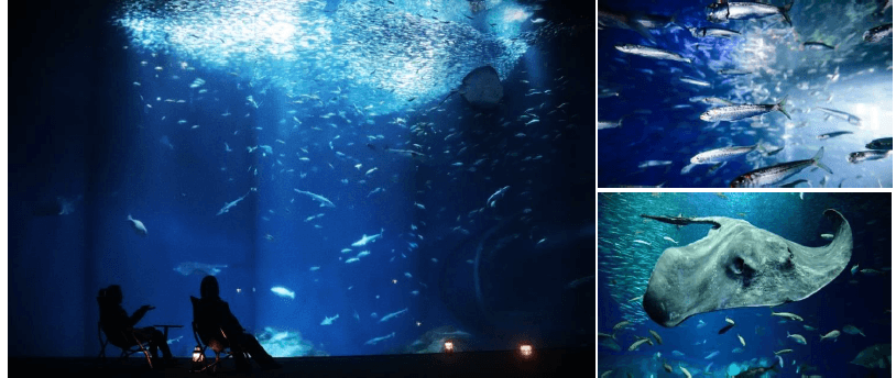 展示場所 : 2階 出会いの海ゾーン 出会いの海の大水槽