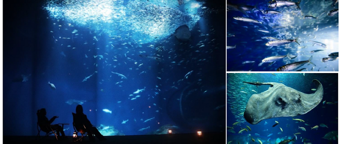 展示場所 : 2階 出会いの海ゾーン 出会いの海の大水槽