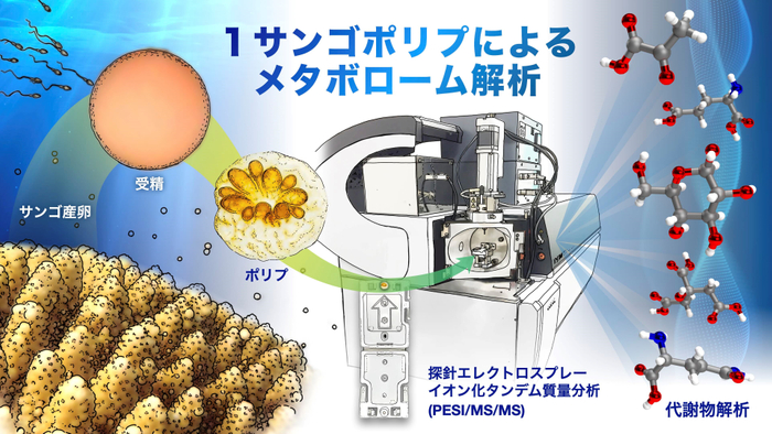 サンゴの一斉産卵時にポリプを育成し、新規評価手法に供するフロー図。(作成者:名古屋大学 髙橋一誠 氏)