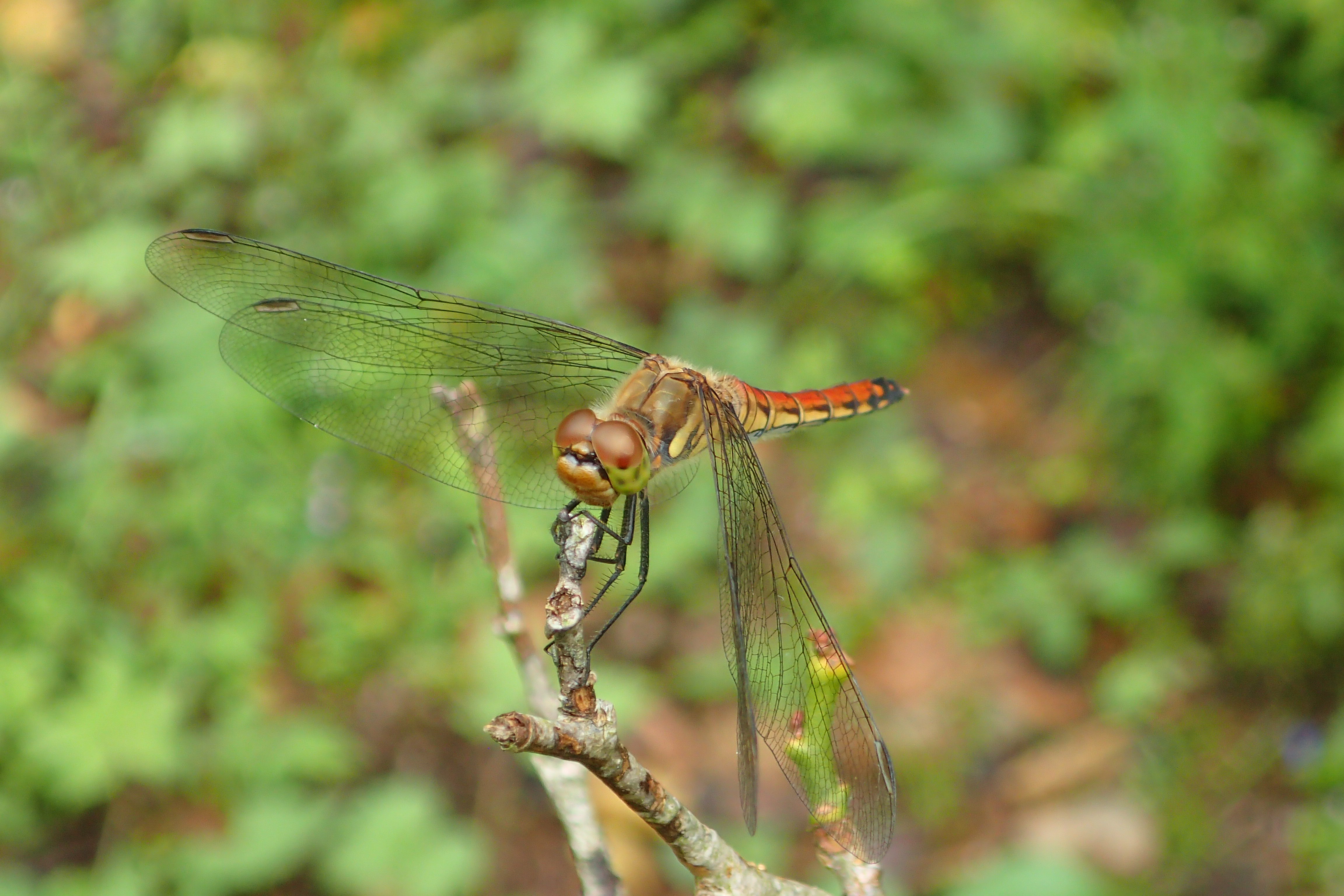 ぼくに会いに来てね！