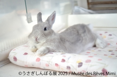 展示作品:Musee des Reves Mimi