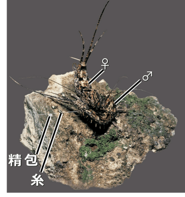 図2 一般のイシノミ類の配偶行動(写真はヒトツモンイシノミ)。 オスが自身で紡ぎ出した糸の上に精包を載せ、 それをメスが回収することで完了する「間接移精」。