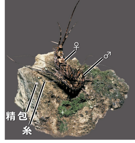 図２　一般のイシノミ類の配偶行動（写真はヒトツモンイシノミ）。 オスが自身で紡ぎ出した糸の上に精包を載せ、 それをメスが回収することで完了する「間接移精」。