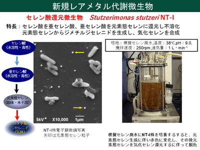 図1. 本研究で用いたレアメタル代謝微生物