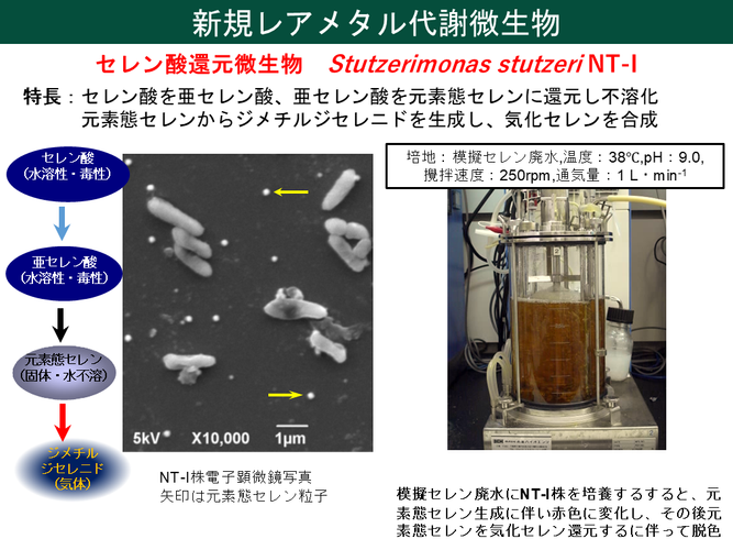 図1. 本研究で用いたレアメタル代謝微生物