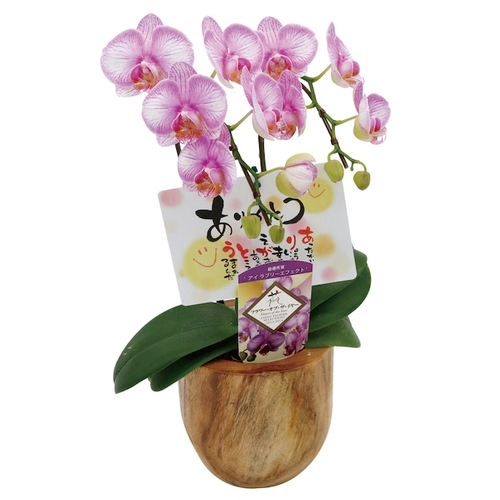 胡蝶蘭〈ラブリーエフェクト〉&yen;5,280 税込