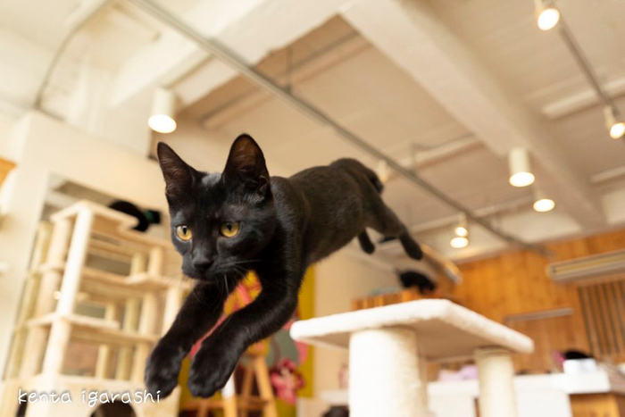 黒猫写真7