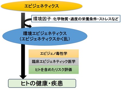 環境エピジェネティクス概念図