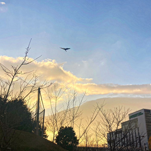 夕焼けの中の桜棟が美しく映し出された写真です。 樹木や鳥など、自然を感じることのできるこの作品が優秀賞に選ばれました。（＠morimori_mtさん）