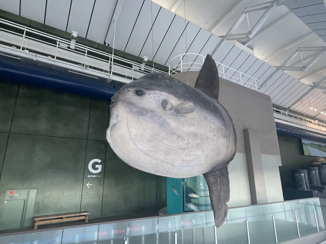 ウシマンボウの剥製標本