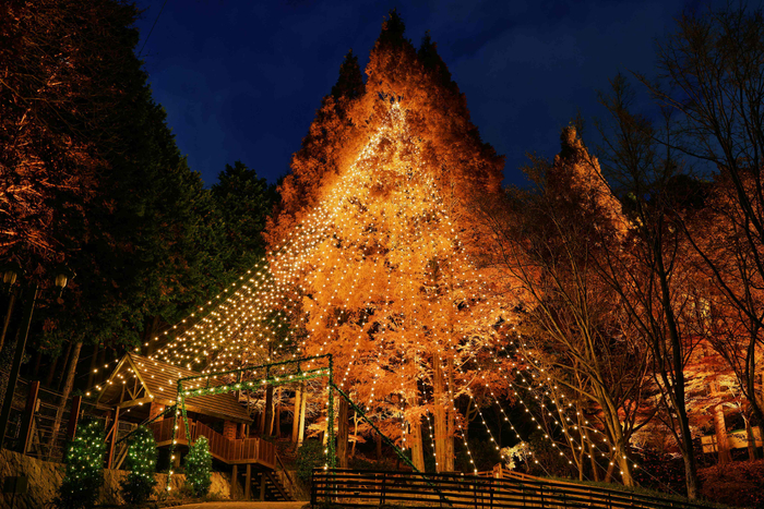 森のクリスマスツリー(高さ25m)