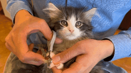 att_373069_2.gif