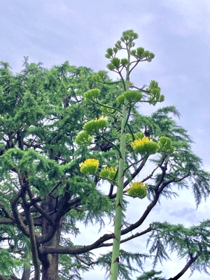 下部のつぼみから花を付け始めたアオノリュウゼツラン(日比谷公園にて2024年7月11日撮影)