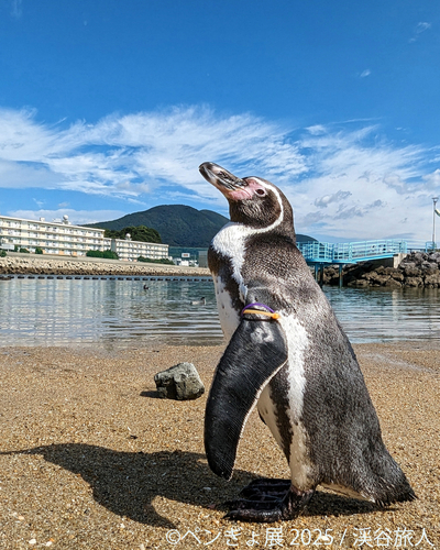 ペンギン 展示作品：渓谷旅人