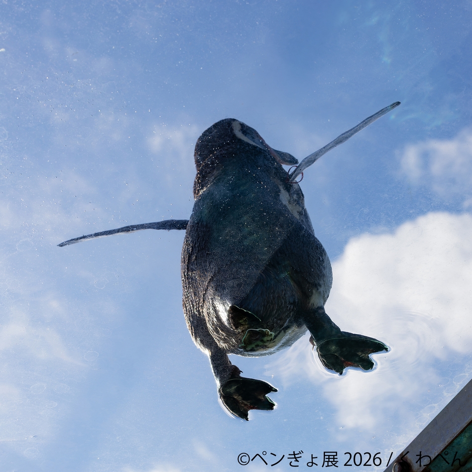 展示作品:くわぺん