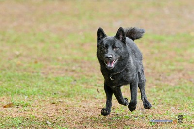 勇猛果敢で可愛らしく