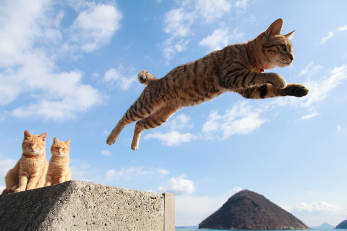 猫写真13