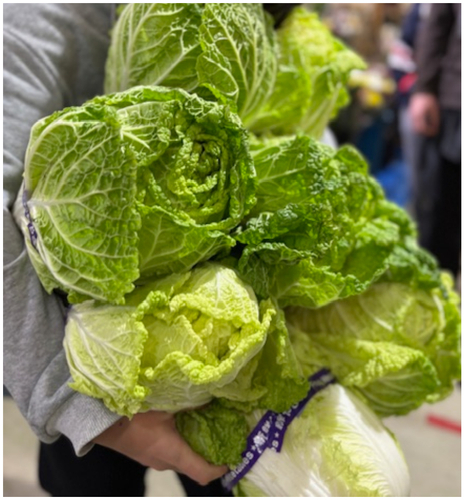 「抱え込み放題・白菜」
