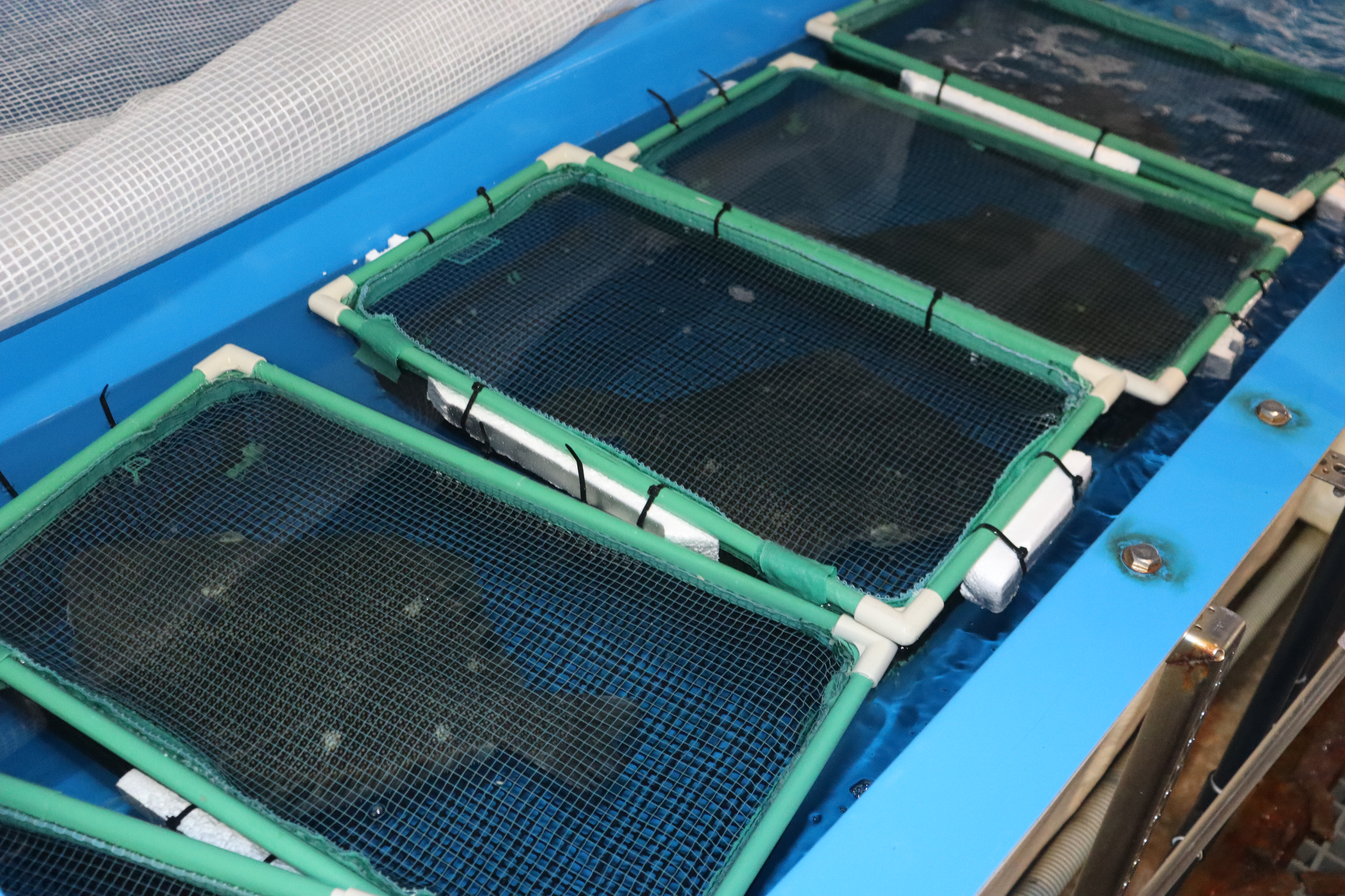 出荷に備えて1匹ずつ&ldquo;個室&rdquo;に移します