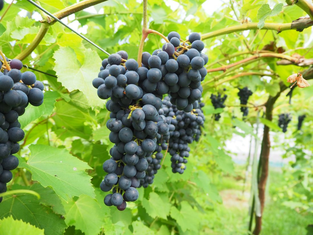 マスカットシラガイの房