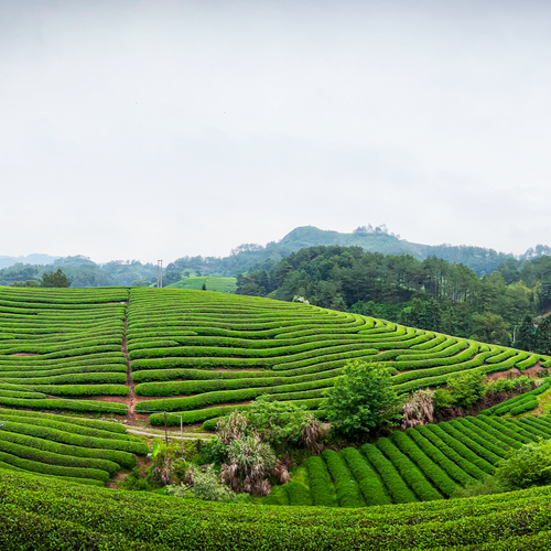 中国 福建省 茶畑