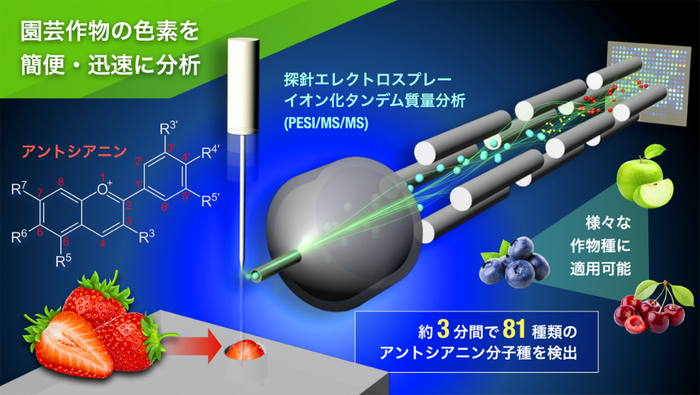 図1.PESI/MS/MSによる農作物に含まれるアントシアニンの分析の概念図。野菜や果物などのサンプルに探針を刺し、針先に付着した化合物を直接イオン化し、タンデム質量分析(MS/MS)を行うことで、約3分間で81種類のアントシアニンを特異的に検出することができる。