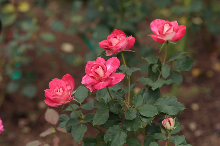 インドの育種家が作出し、御巫さんにちなんで「ブラッシング・ユキ」と命名されたバラ