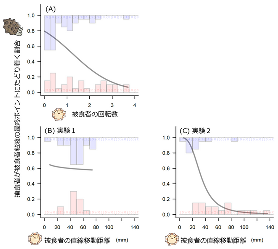 図4. 被食者の粘液軌道特性が、捕食者が被食者粘液の最終点に到達したかどうか（1＝到達）に及ぼす影響　（A）回転回数、（B）実験1における始点―最終点間の直線距離、（C）実験2における始点―最終点間の直線距離。青色のバーは到達、赤色のバーは未到達を表す。括弧内の数字は各カテゴリーで観察された捕食者の数を示す。