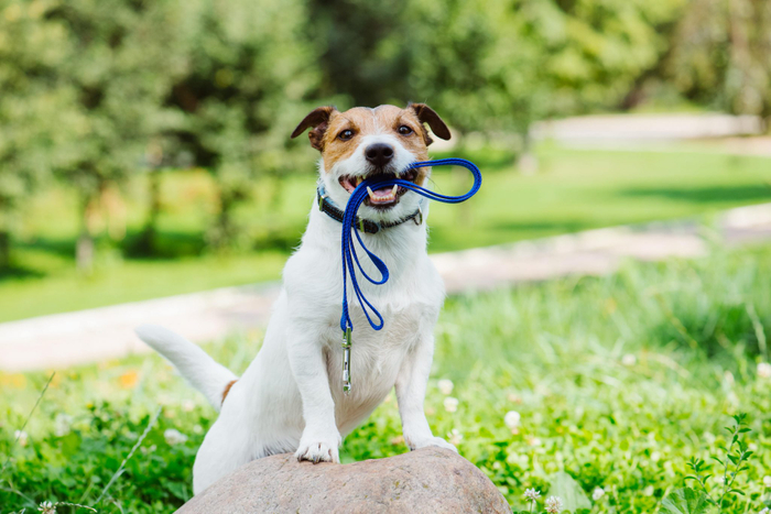 犬の散歩時に便利なグッズをご紹介します!