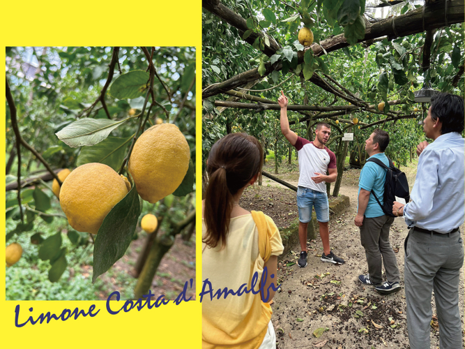 南イタリアのレモン