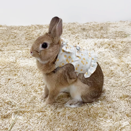 菜の花着用イメージ