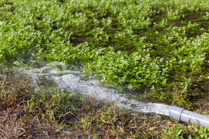 きれいな地下水を引き込んだせり田