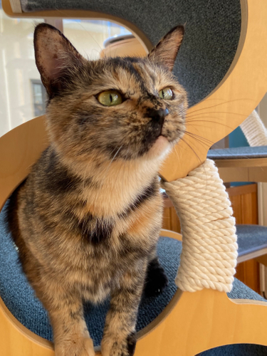 お泊り猫の様子(13)