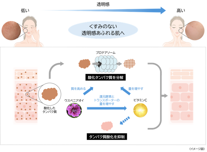 くすみのない透明感あふれる肌へ導くメカニズム