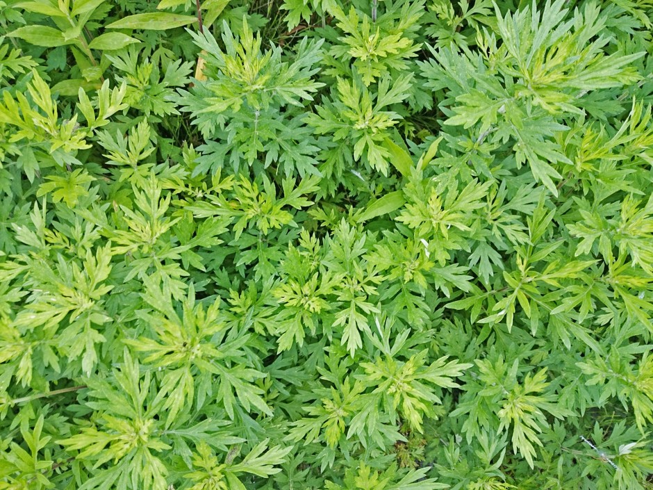 蓬(よもぎ)