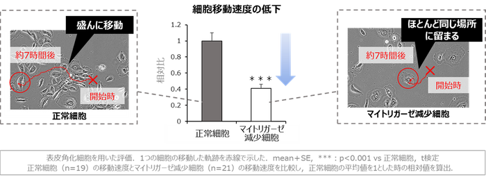 図4 マイトリガーゼの減少による細胞移動速度の低下