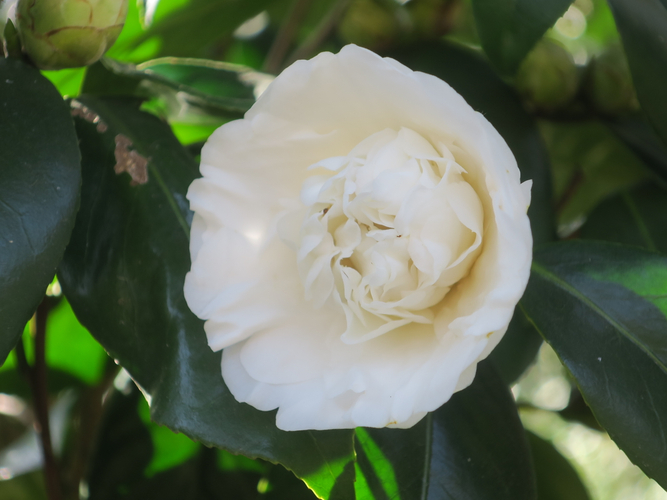 白獅子（ハクジシ）