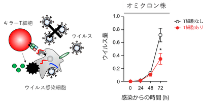 図1：T細胞の抗ウイルス機能評価系（T細胞によるウイルスの複製阻害効果を定量する方法）
