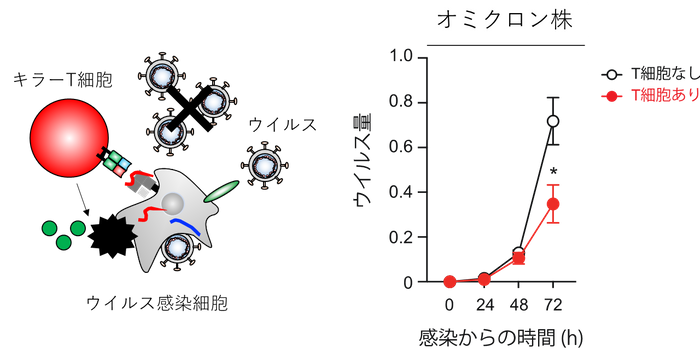 図1:T細胞の抗ウイルス機能評価系(T細胞によるウイルスの複製阻害効果を定量する方法)