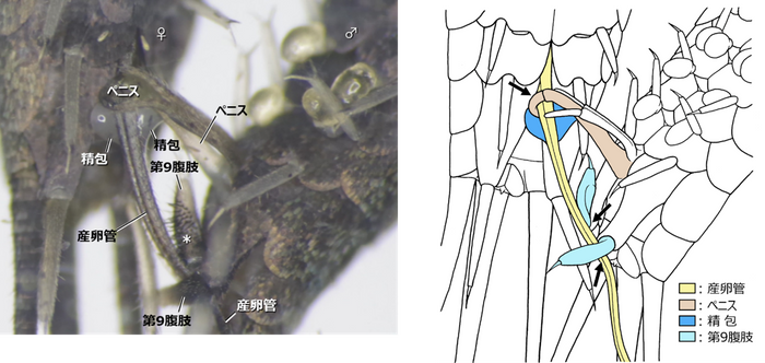図５　コジマイシノミの配偶行動（腹面）。 実際の配偶行動の画像（左）とそれを元にした描画（右）。 雄は先端が鈎状となったペニスと第9腹肢（第9腹節の腹肢）を用いて雌の産卵管を把握する（右図矢印）。この状態で、雄はペニスの先端より精包を産卵管の上に放出し、雌は産卵管の隙間から精包を吸い取るという「直接移精」を行う。