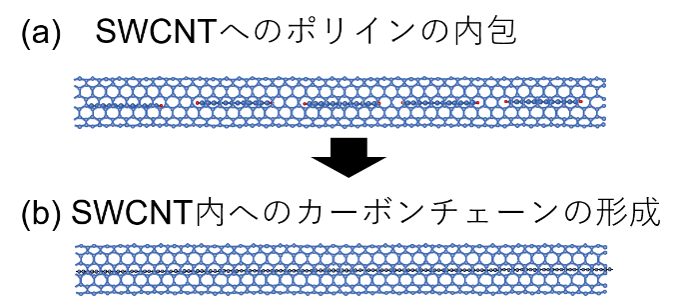 図３　SWCNT内への(a) ポリインの内包と(b) カーボンチェーンの形成