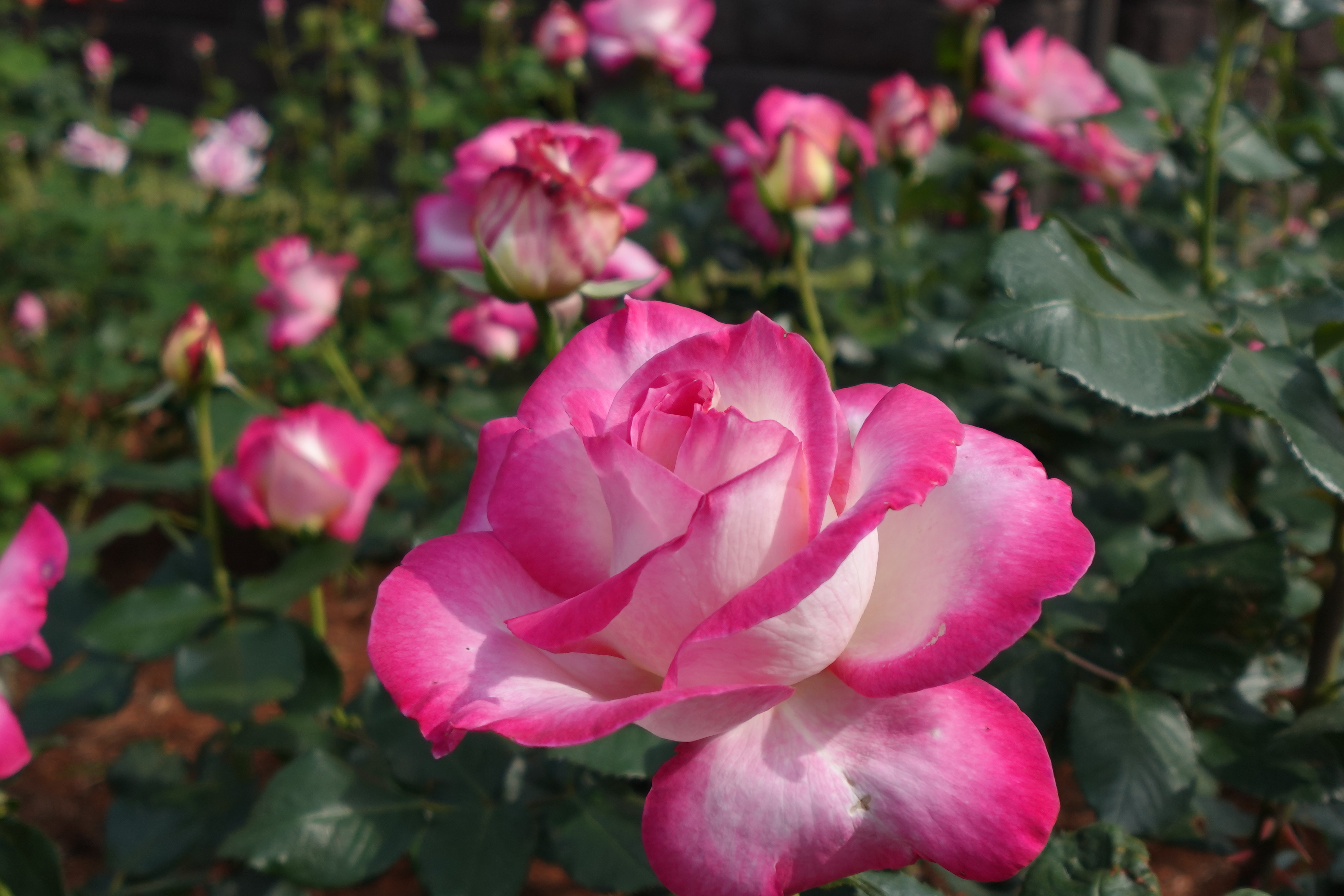 カリフォルニア・ドリーミング（5/5撮影）