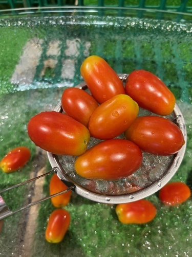 「ミニトマトすくい」