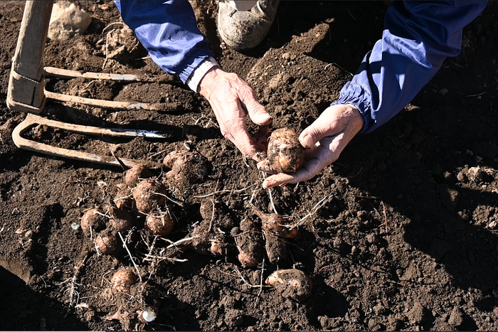①掘った芋を１つずつほぐします